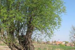 photo_2094