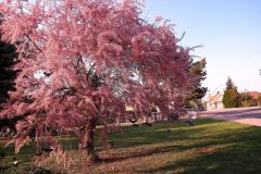 photo_2128