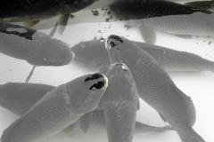 photo_2714